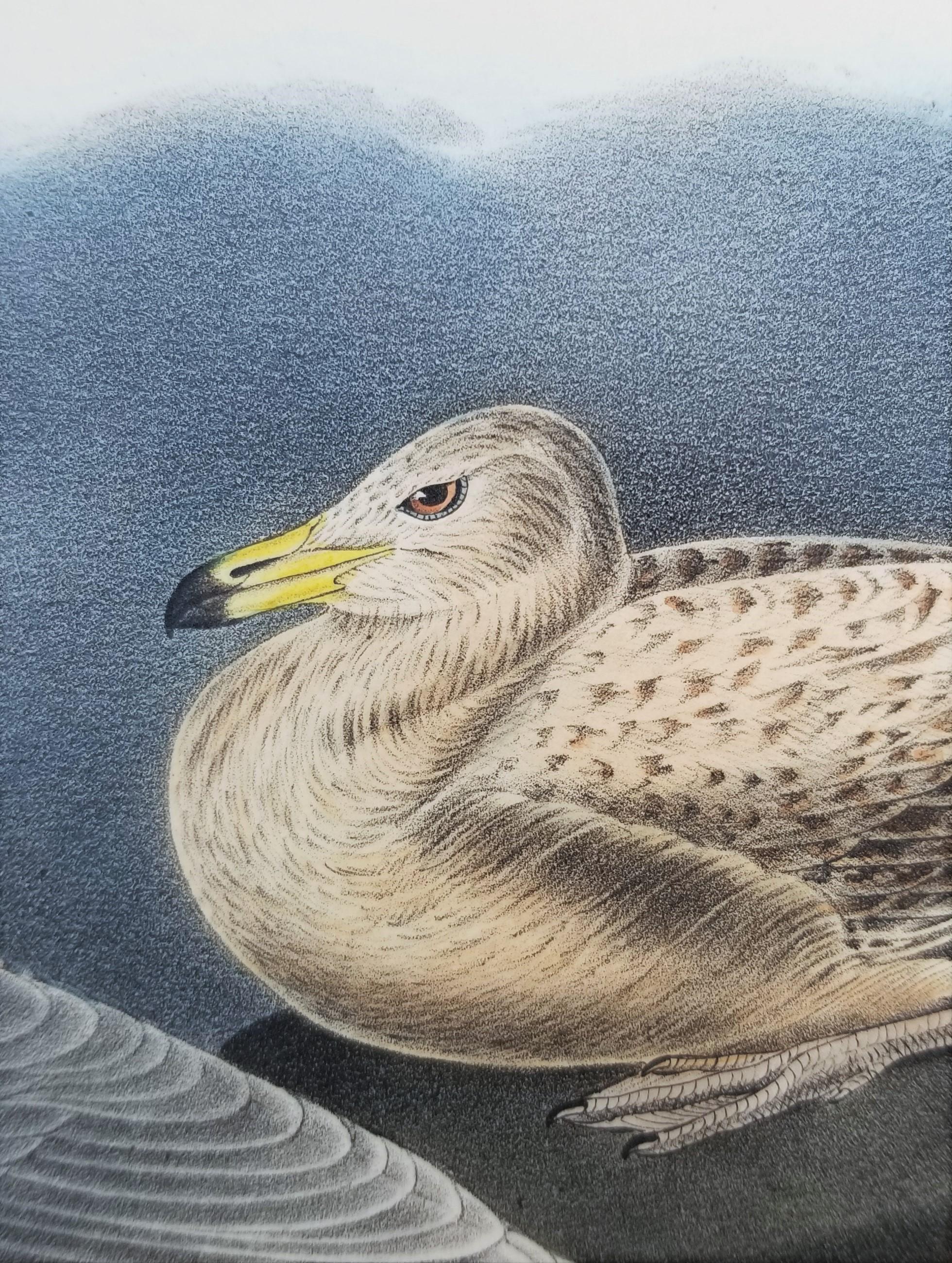 Gull Glaucus Burgomaster /// Ornithology Bird John James Audubon Seascape Sky en vente 12