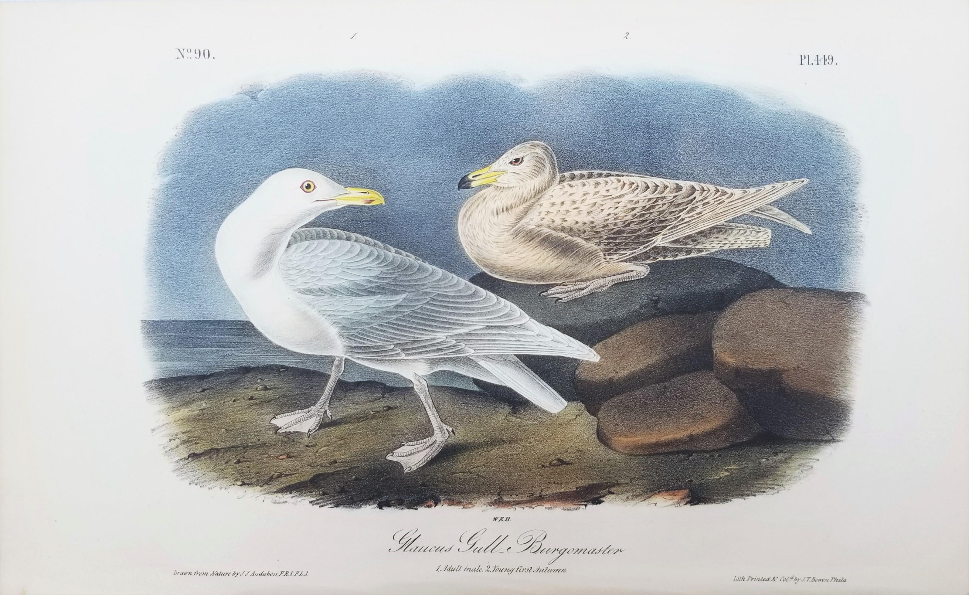 Glaucus Gull - Burgomaster /// Ornithology Bird John James Audubon Meereslandschaft Himmel im Angebot 1