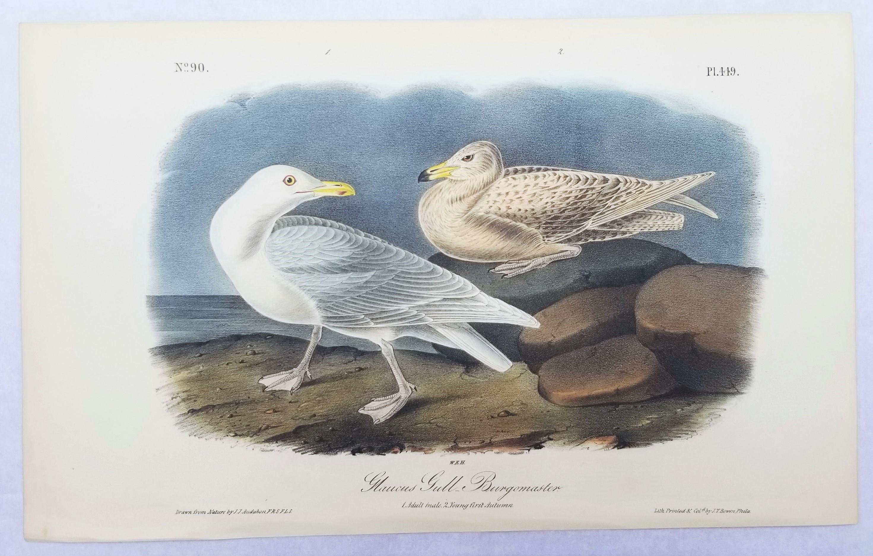 Gull Glaucus Burgomaster /// Ornithology Bird John James Audubon Seascape Sky en vente 2