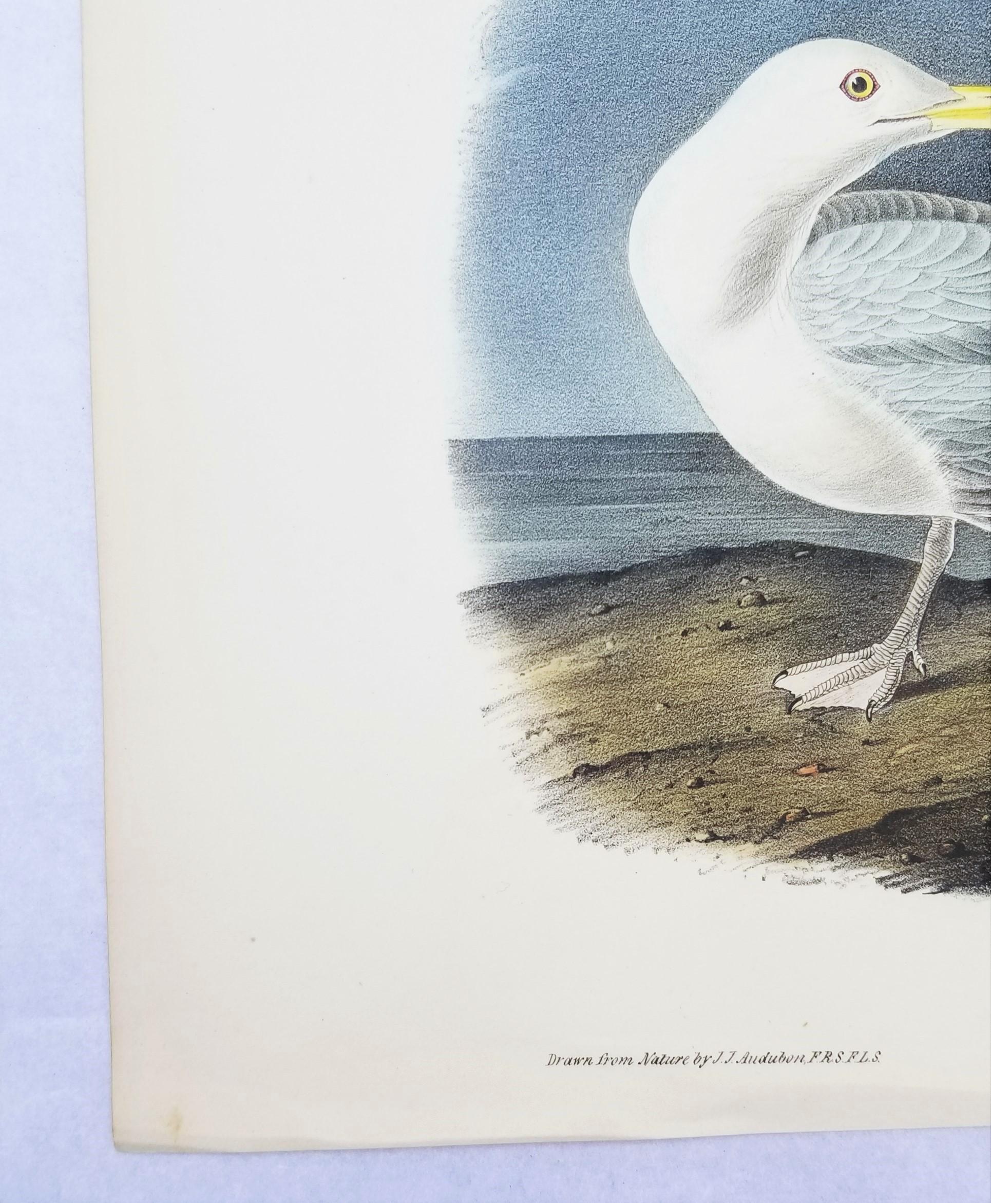 Gull Glaucus Burgomaster /// Ornithology Bird John James Audubon Seascape Sky en vente 3