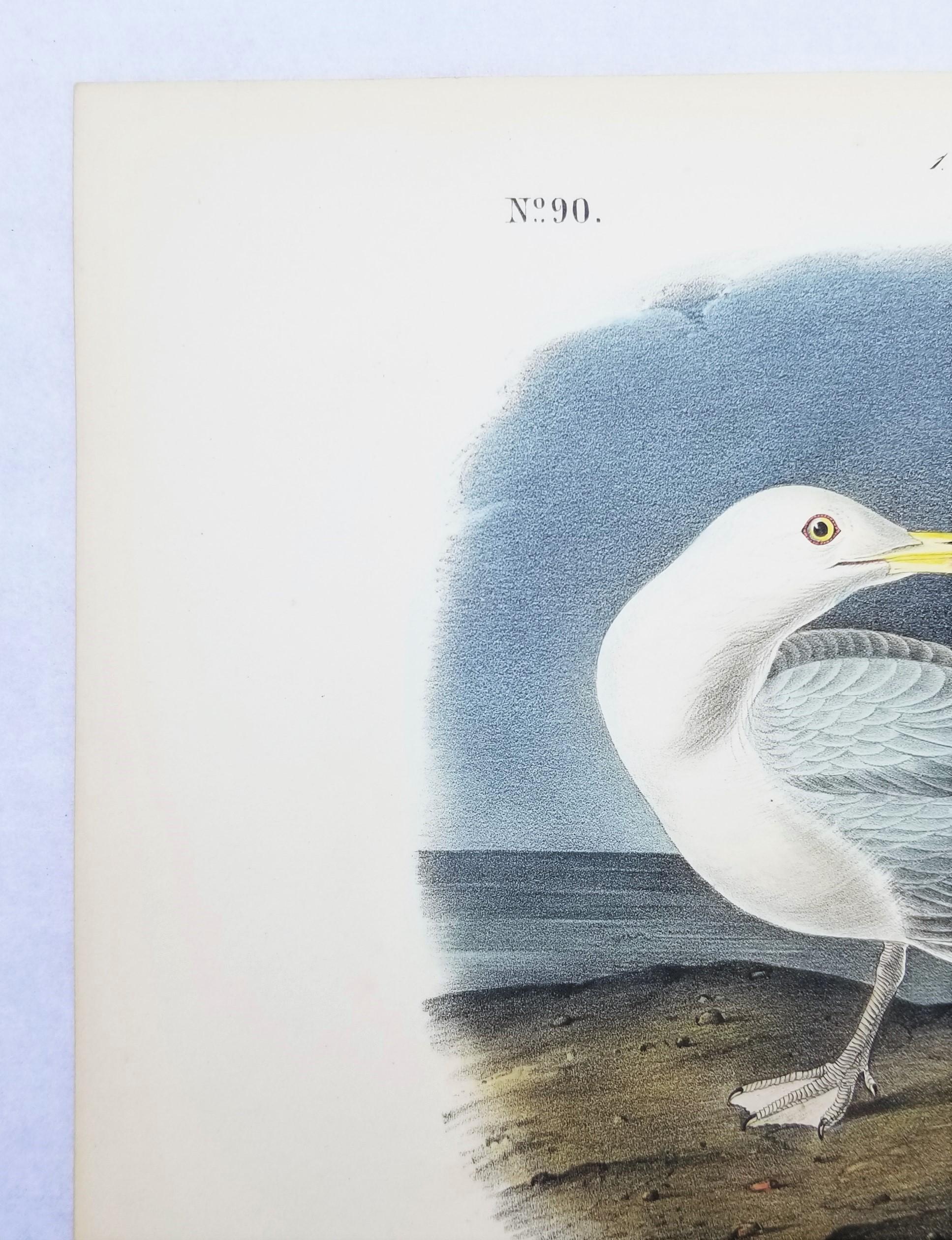 Gull Glaucus Burgomaster /// Ornithology Bird John James Audubon Seascape Sky en vente 4