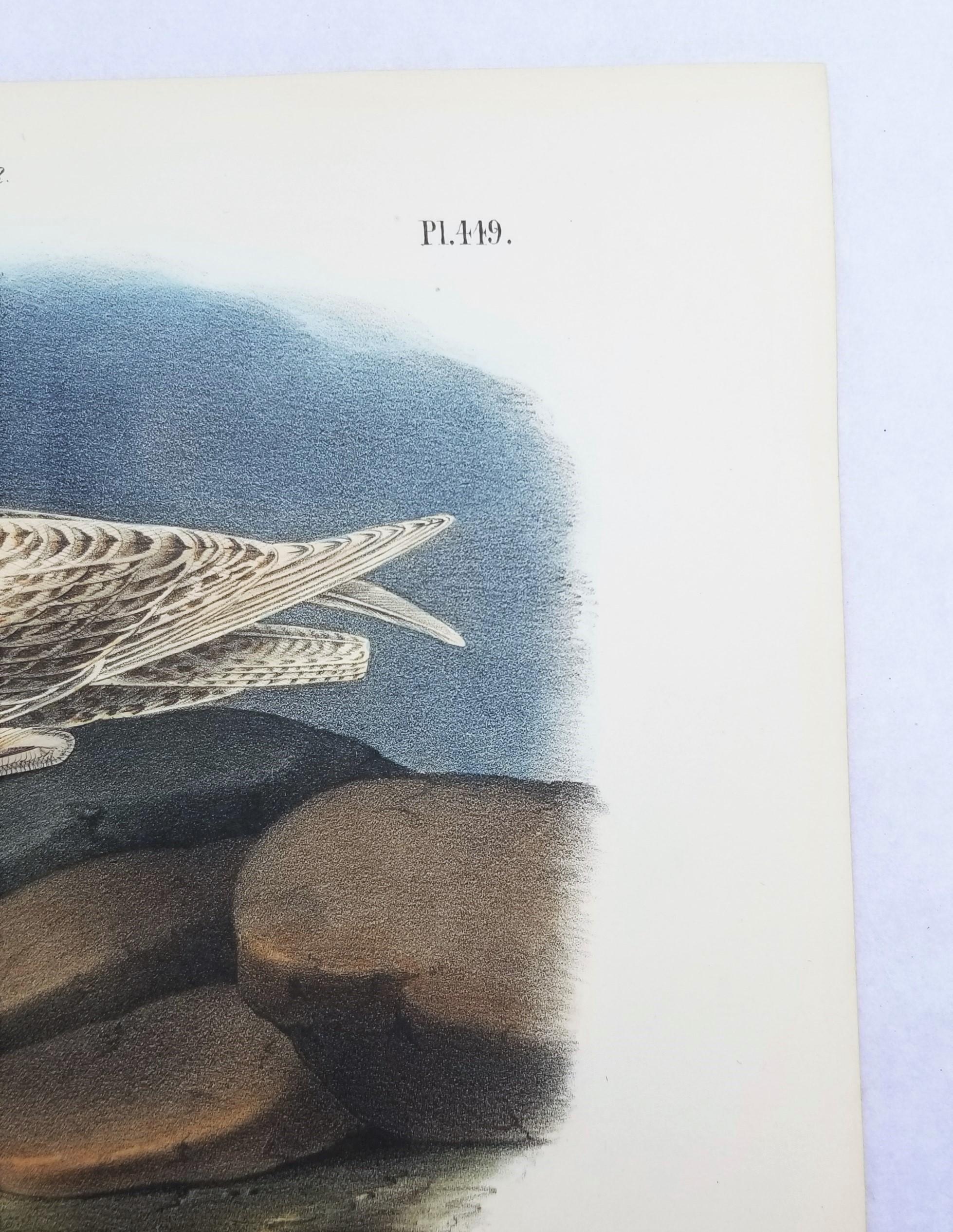 Glaucus Gull - Burgomaster /// Ornithology Bird John James Audubon Seascape Sky For Sale 5