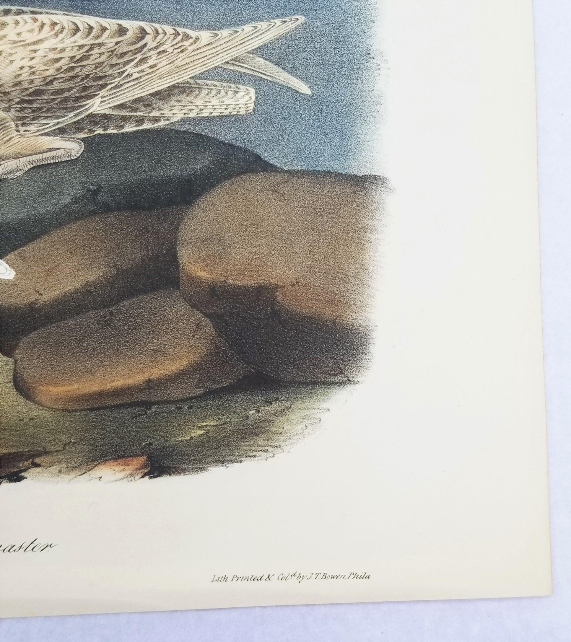 Glaucus Gull - Burgomaster /// Ornithology Bird John James Audubon Seascape Sky For Sale 6