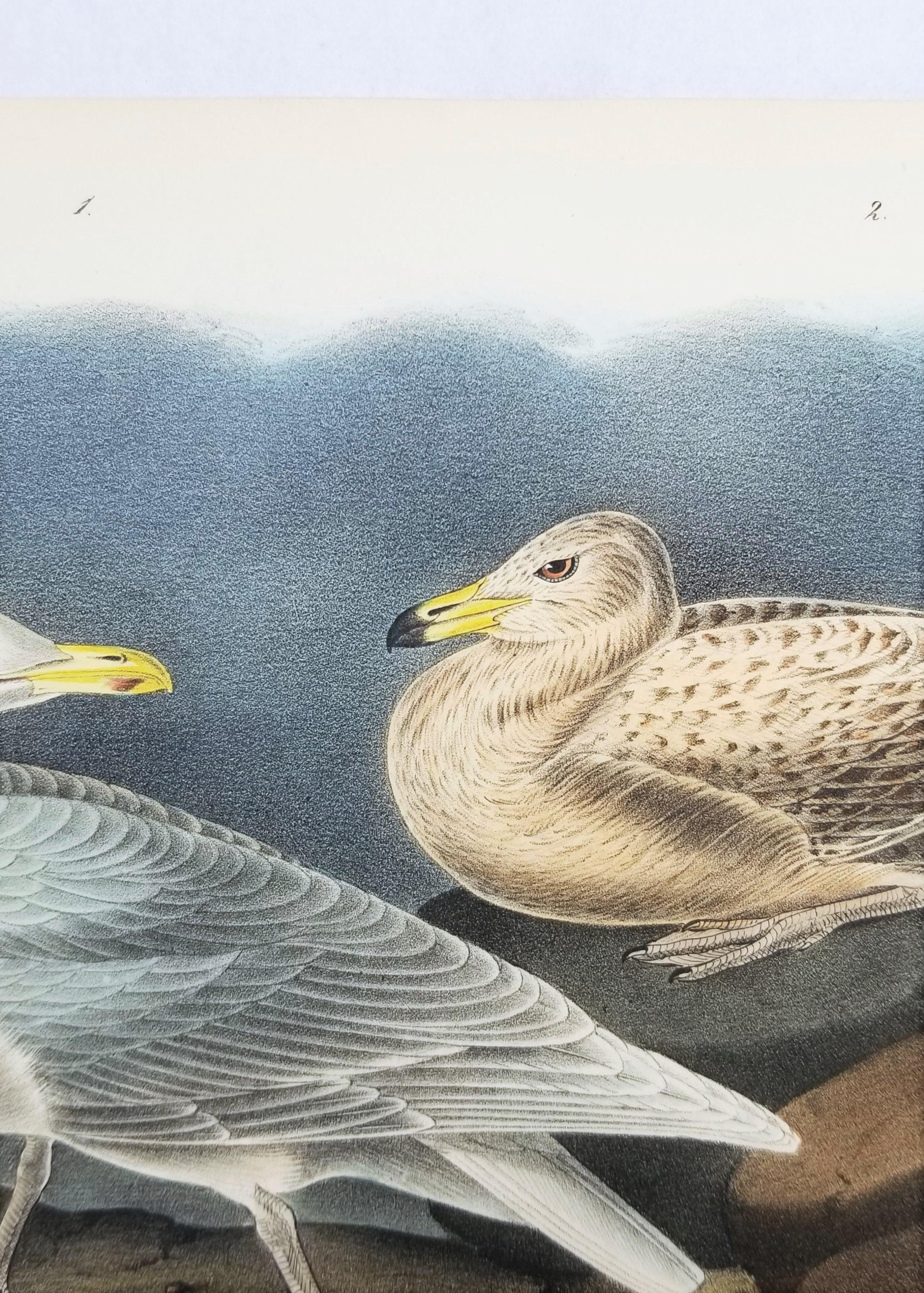 Glaucus Gull - Burgomaster /// Ornithology Bird John James Audubon Meereslandschaft Himmel im Angebot 7