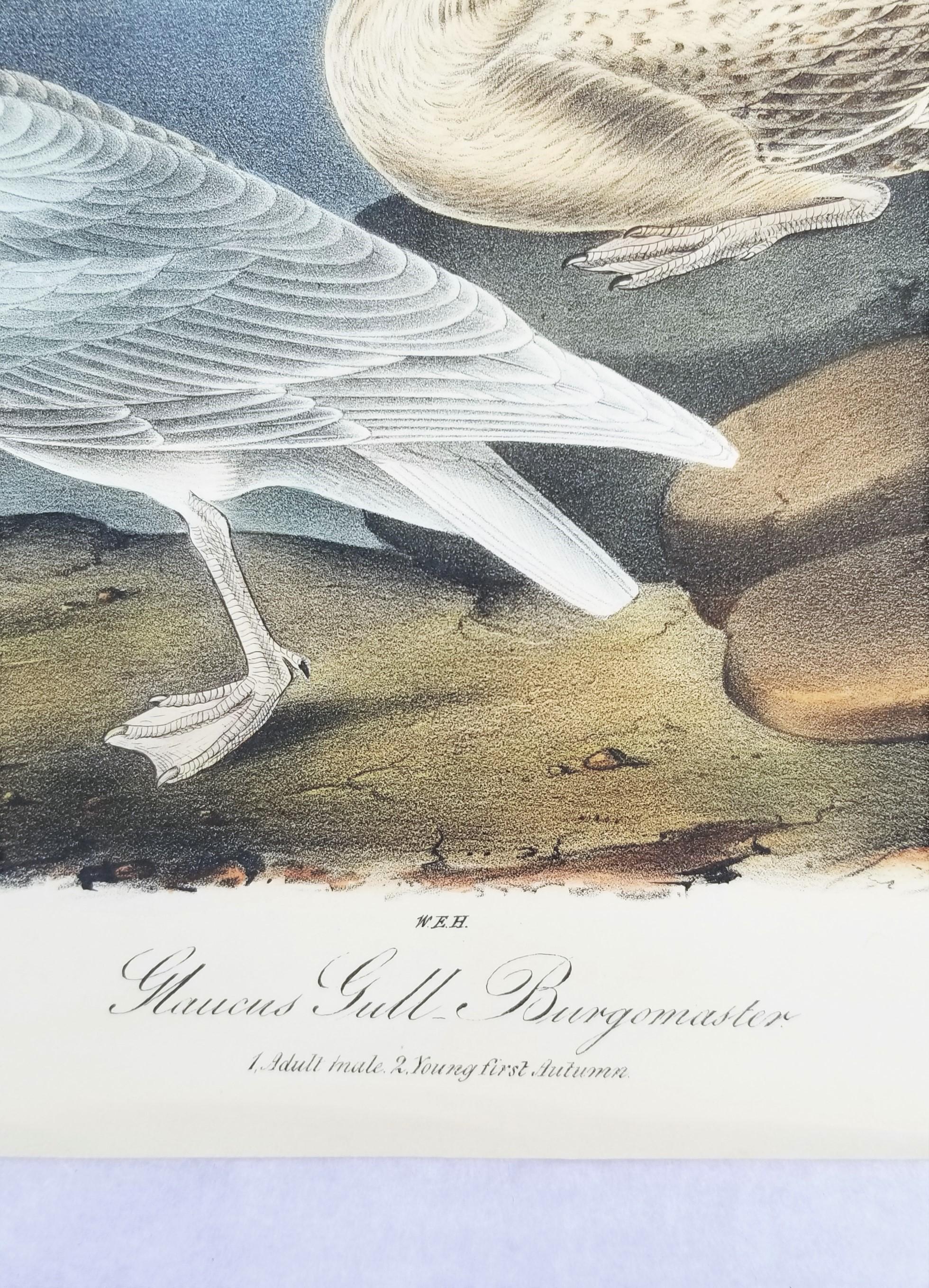 Glaucus Gull - Burgomaster /// Ornithology Bird John James Audubon Meereslandschaft Himmel im Angebot 8