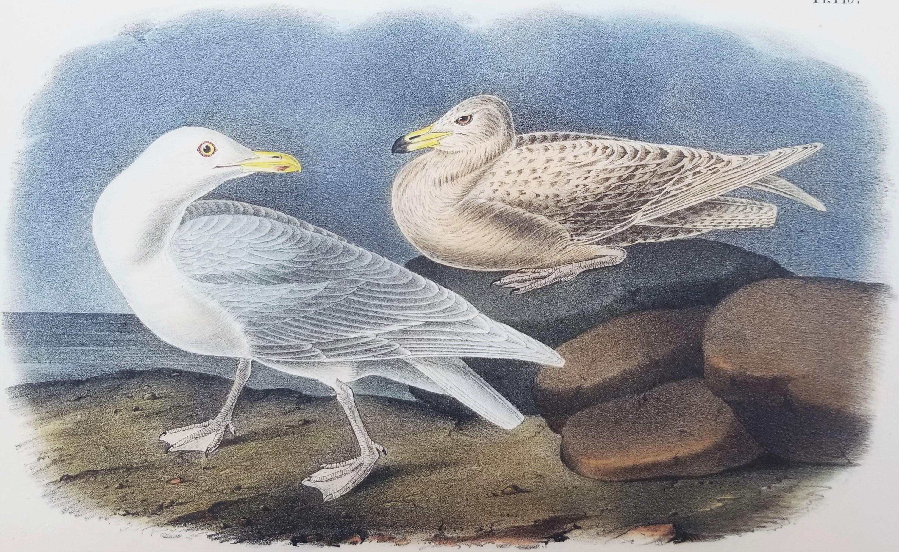 Glaucus Gull - Burgomaster /// Ornithology Bird John James Audubon Meereslandschaft Himmel