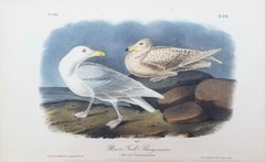 Glaucus Gull - Burgomaster /// Ornithology Bird John James Audubon Seascape Sky