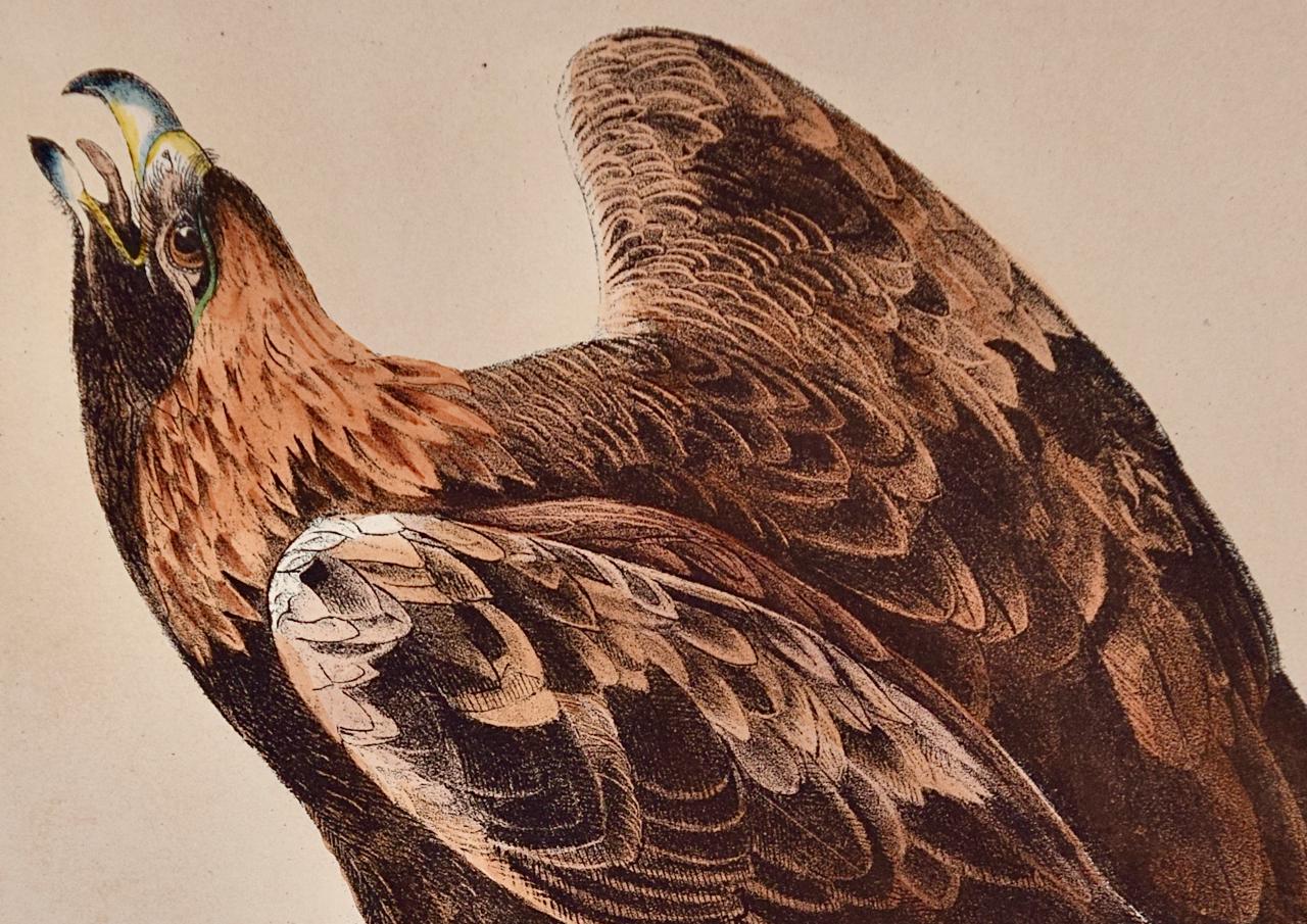 Goldener Adler: Eine handkolorierte Vogellithographie von Audubon aus dem 19. Jahrhundert (Naturalismus), Print, von John James Audubon