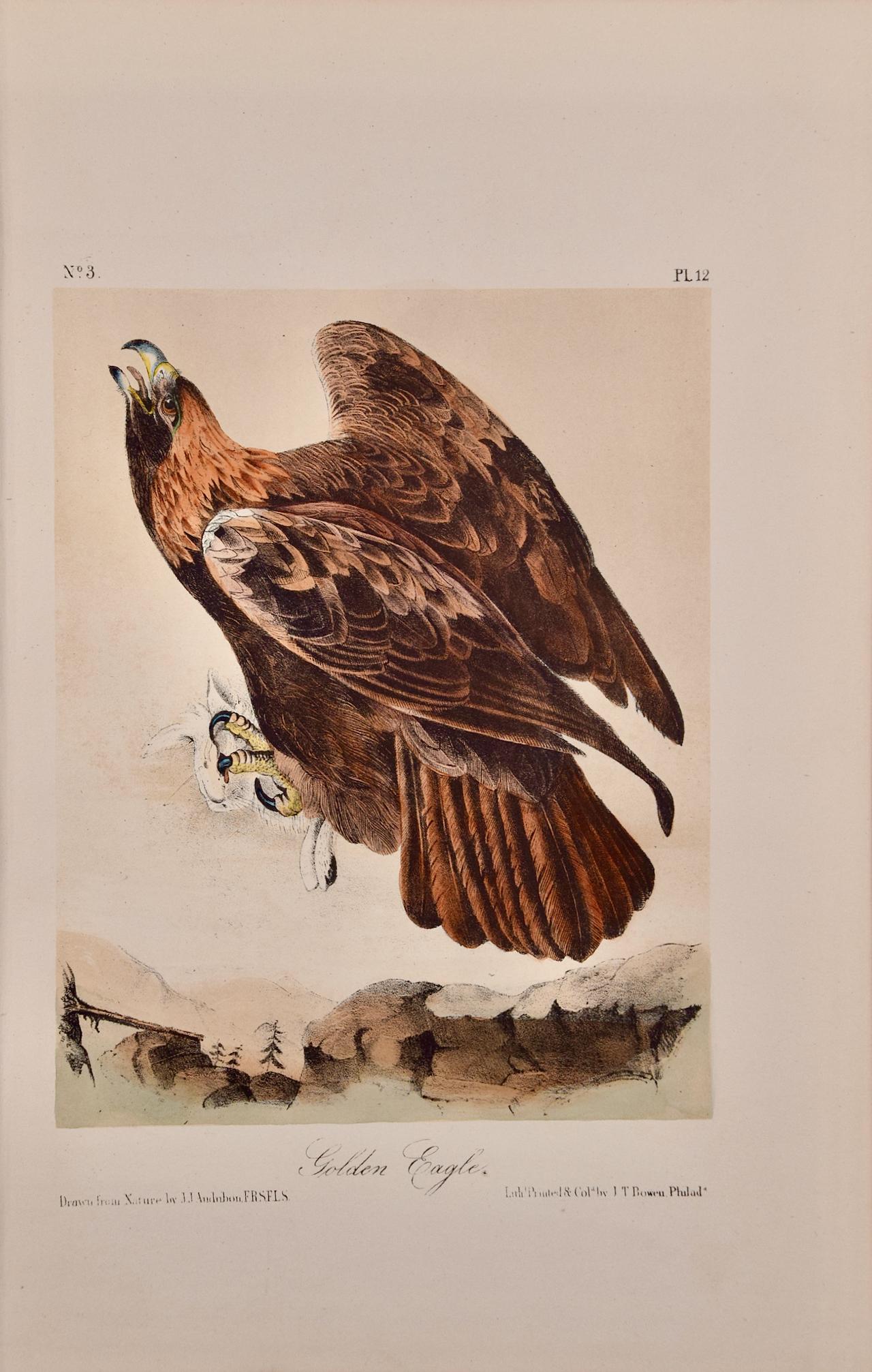 John James Audubon Landscape Print – Goldener Adler: Eine handkolorierte Vogellithographie von Audubon aus dem 19. Jahrhundert