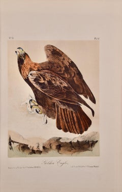 Antique Golden Eagle: An Original 19th C. Audubon Hand-colored Bird Lithograph