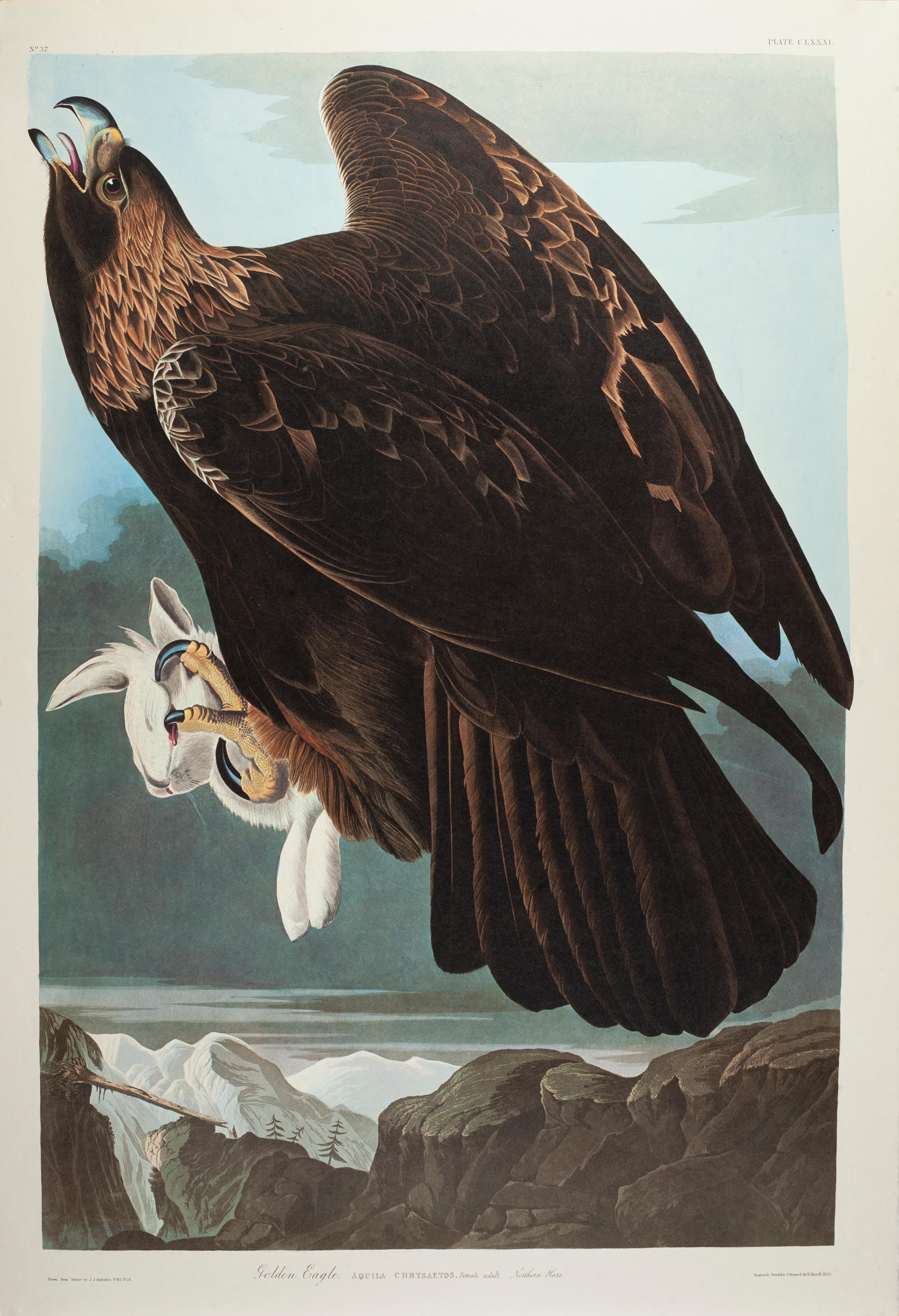 Steinadler – Print von John James Audubon