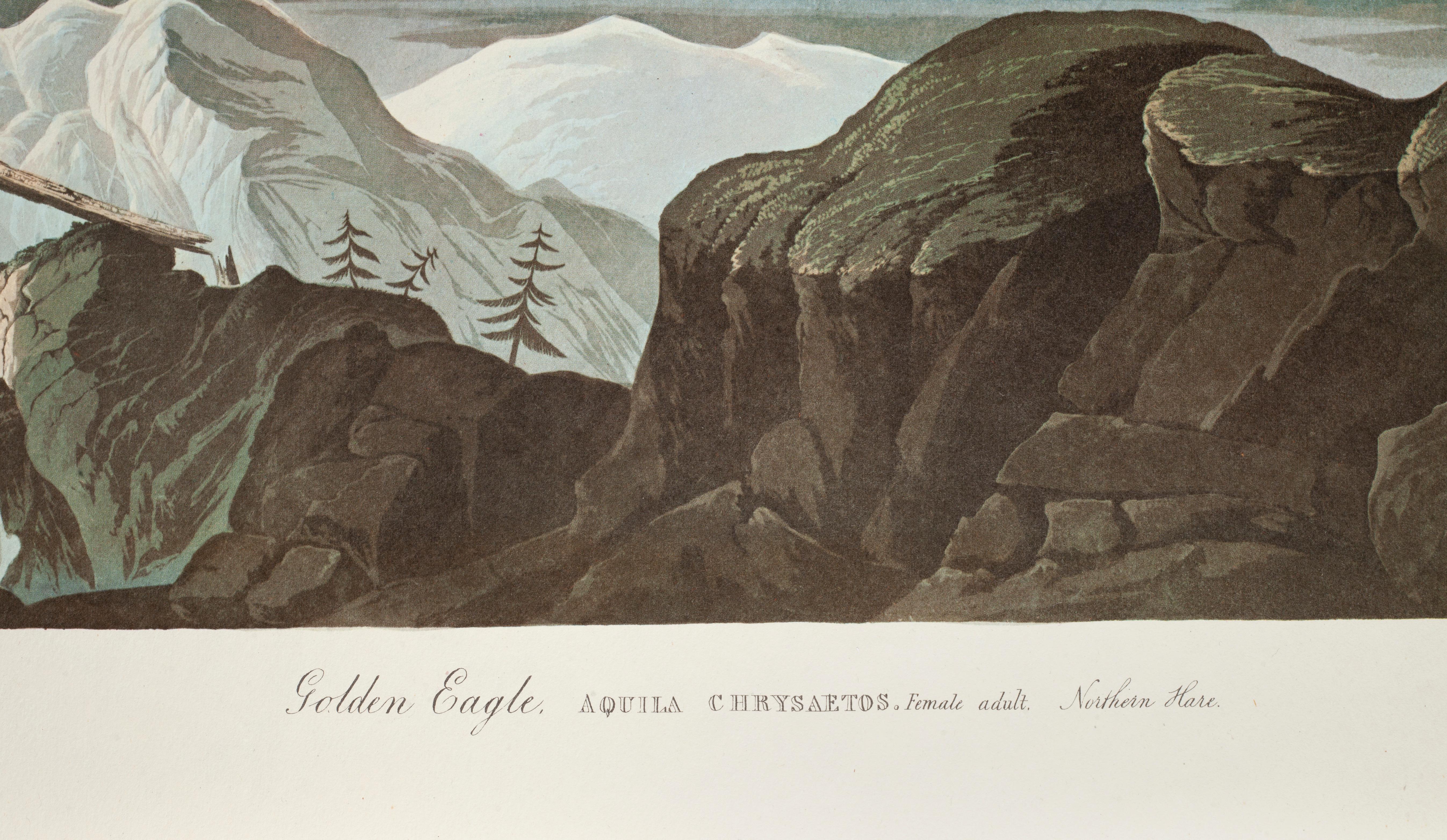 Steinadler (Naturalismus), Print, von John James Audubon