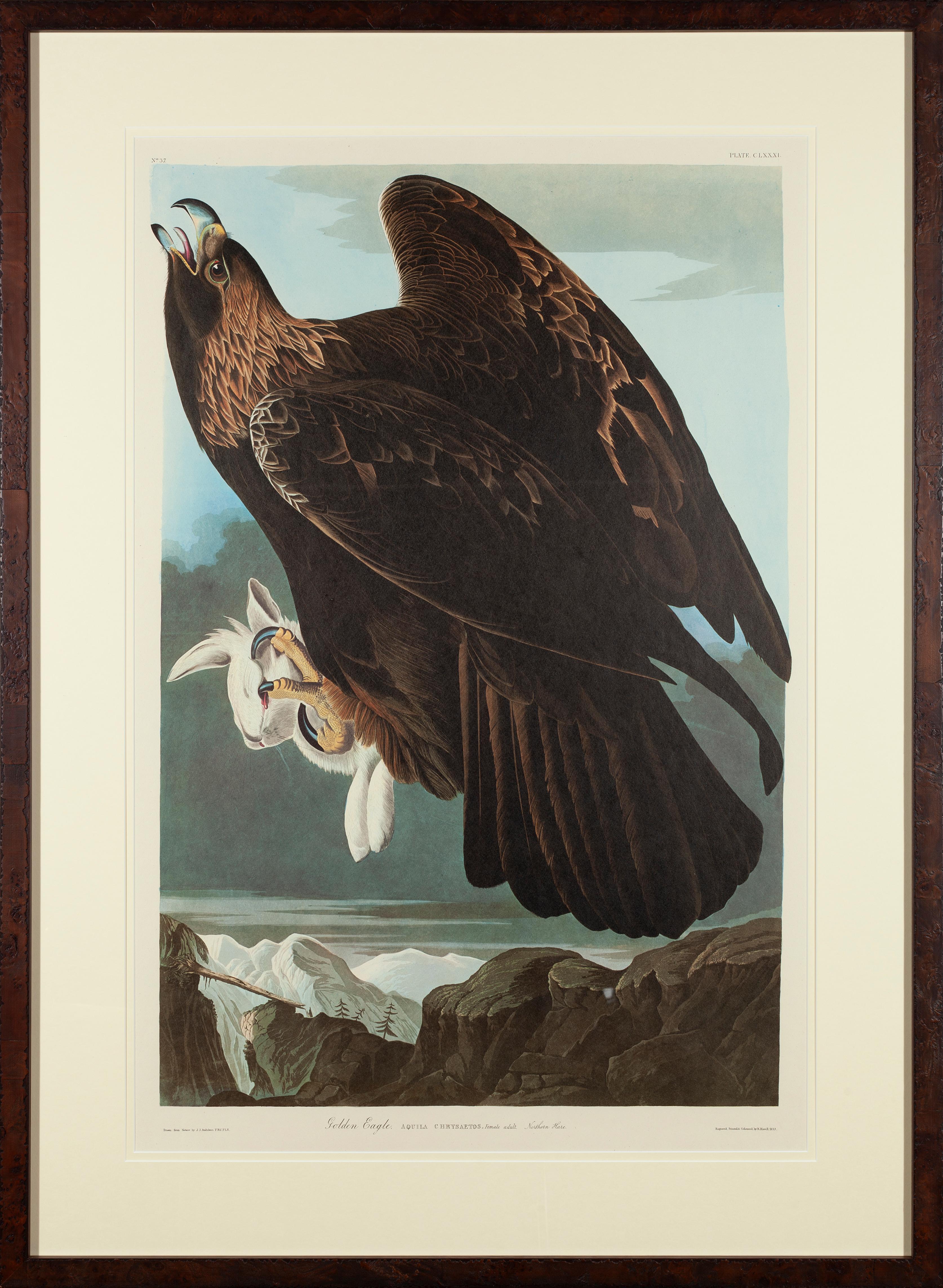 John James Audubon Animal Print – Steinadler