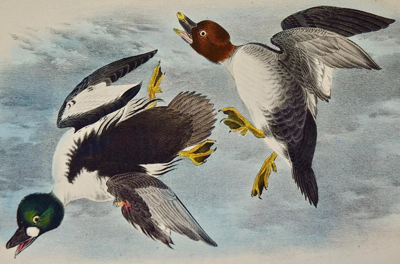 Golden Eye Duck: an Original 1st Edition Hand Colored Audubon Bird Lithograph  - Print by John James Audubon