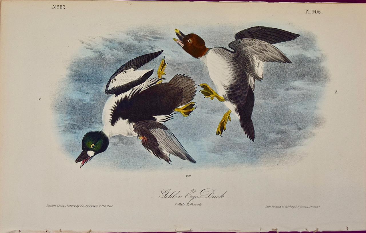 Golden Eye Duck: an Original 1st Edition Hand Colored Audubon Bird Lithograph 