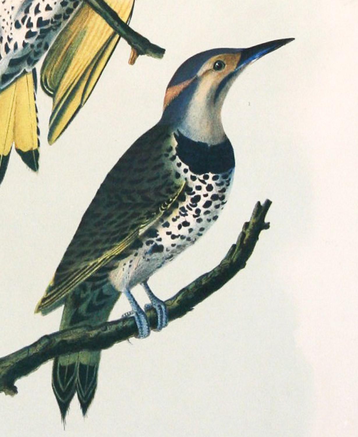 Peintre à bois ailé doré de J.J. Audubon Bien Édition 1860 - Print de John James Audubon