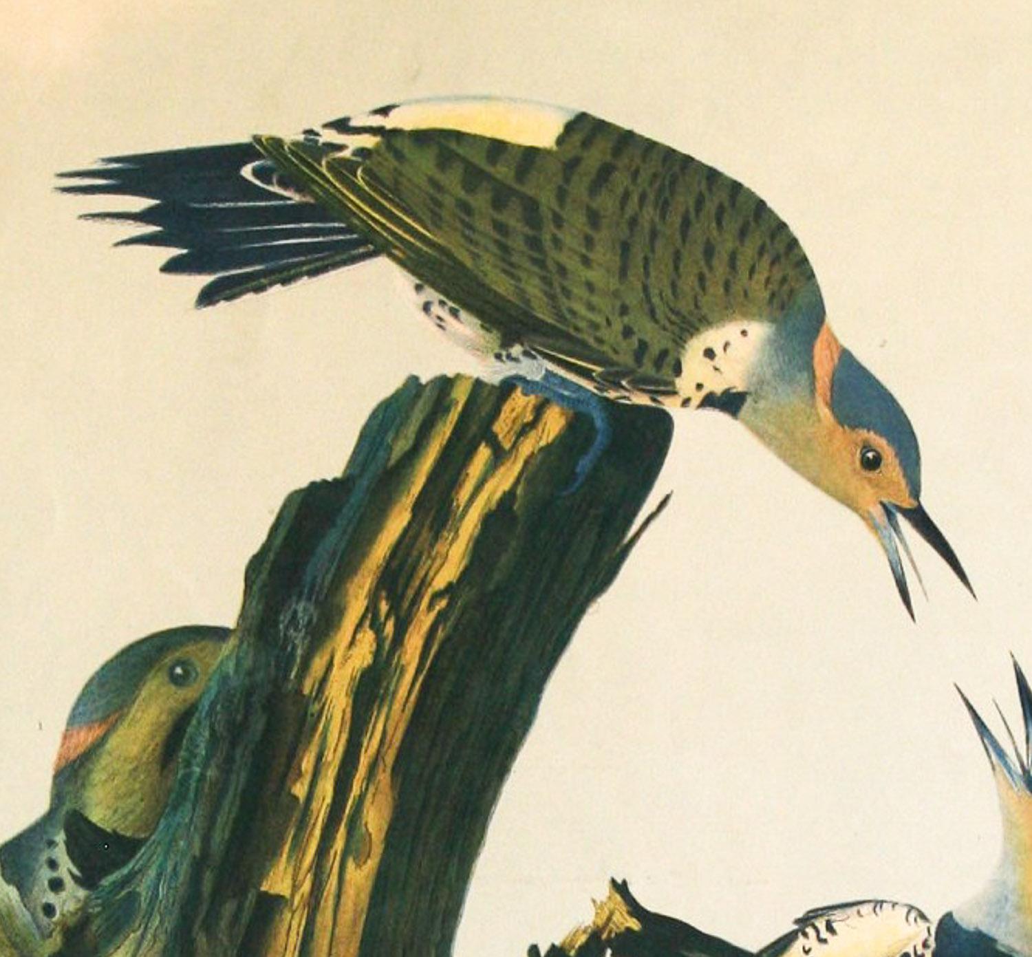 Peintre à bois ailé doré de J.J. Audubon Bien Édition 1860 - Autres styles artistiques Print par John James Audubon