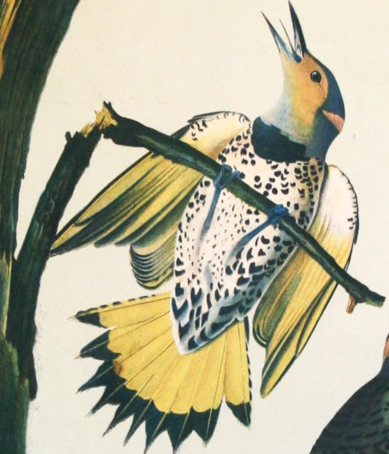 Peintre à bois ailé doré de J.J. Audubon Bien Édition 1860 - Blanc Print par John James Audubon