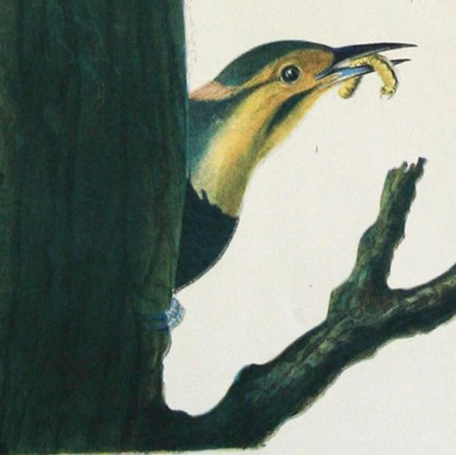 jj audubon