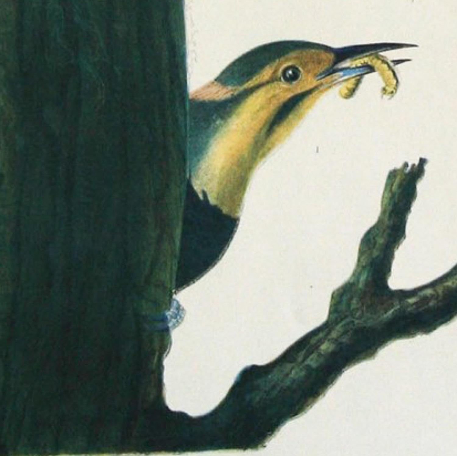    Le pic aux ailes d'or, planche 273 Picus auratus, Linn. Le nom actuel, Northern Flicker, Colaptes auratus. est en bon état. Les bords sont abîmés par l'âge et de petites zones de papier manquent à deux endroits, mais seulement sur le bord