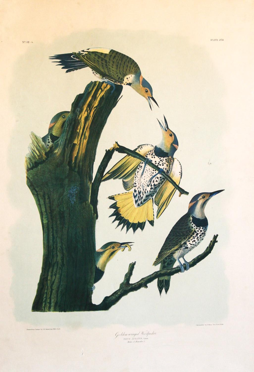 Print John James Audubon - Peintre à bois ailé doré de J.J. Audubon Bien Édition 1860