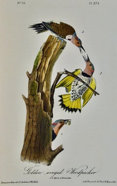Golden-winged Woodpecker: First Octavo Edition Audubon Hand-colored Lithograph
