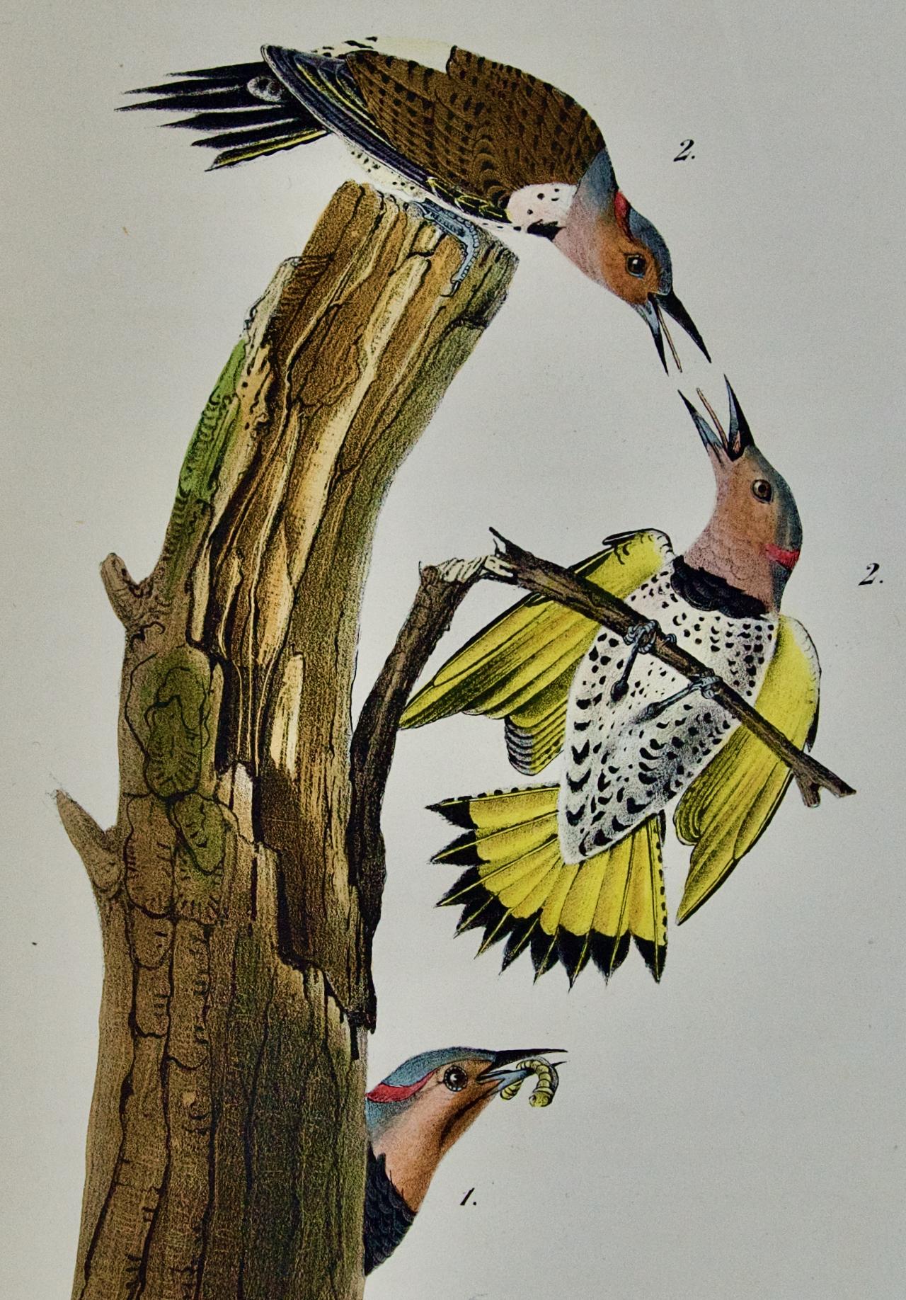 golden winged woodpecker