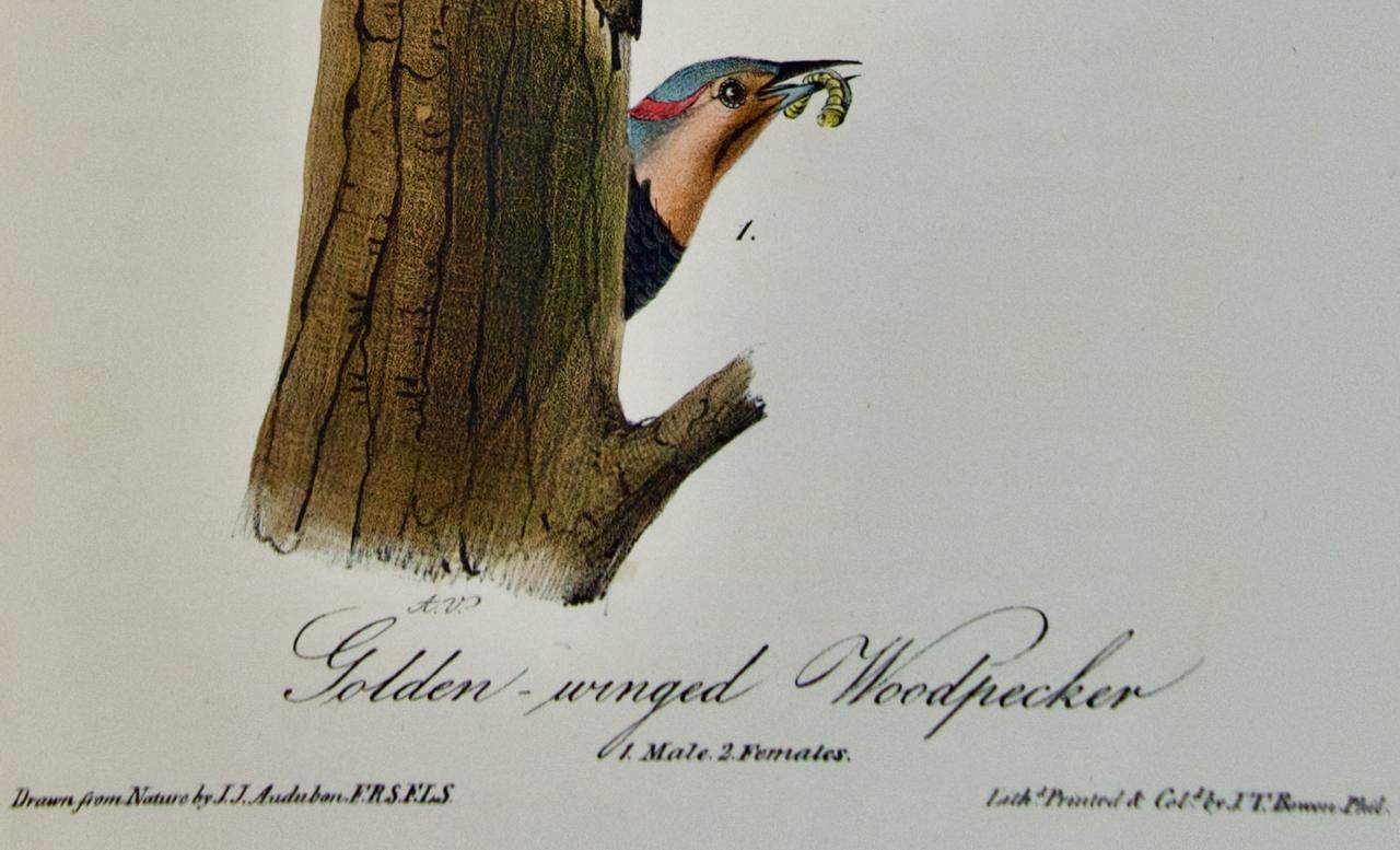 golden-winged woodpecker
