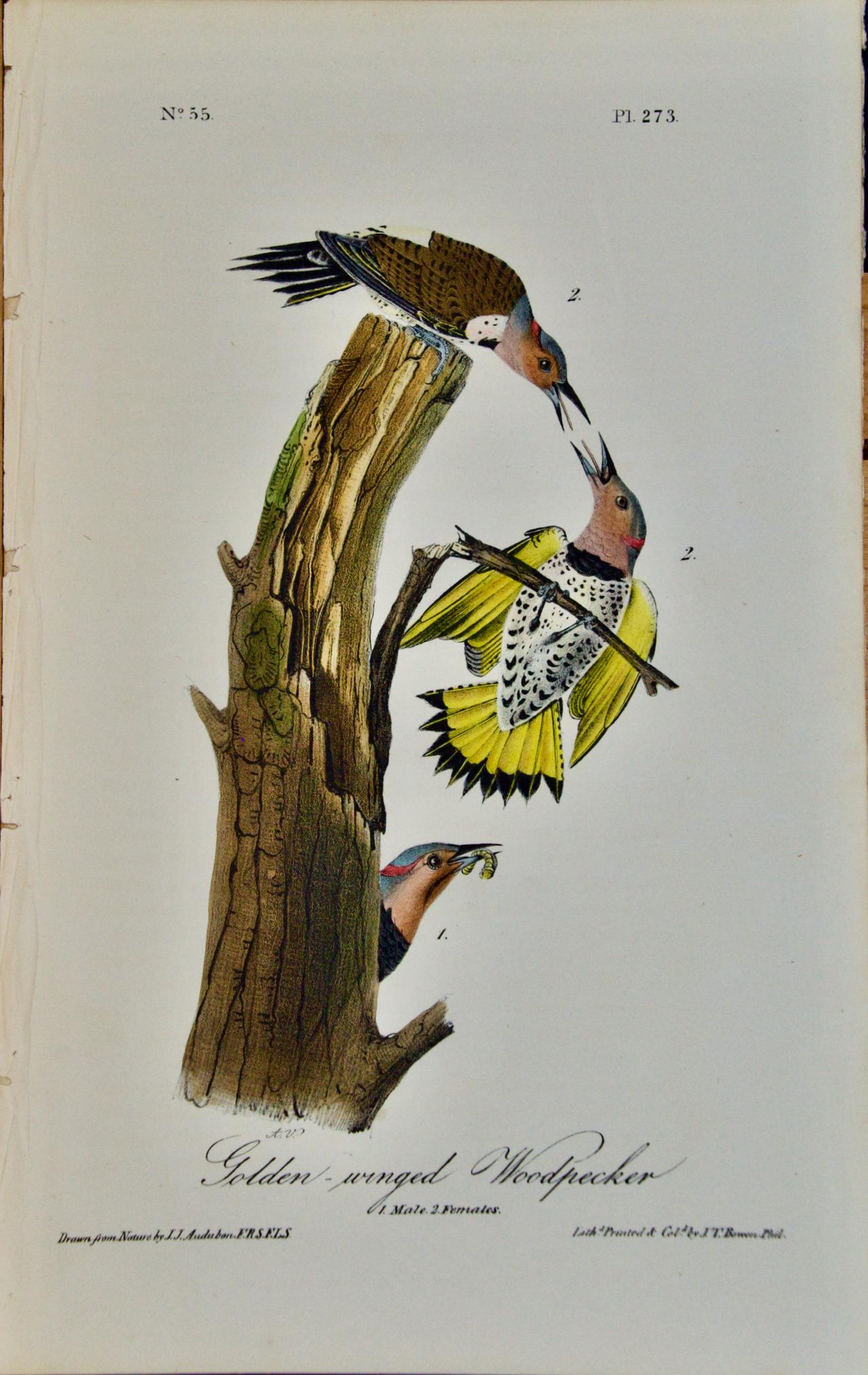 Vtg 1980's Audubon Bird Art Print Litho COLORFUL Blue Red Yellow SEE VARIETY 