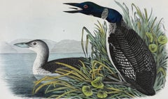 Gran Pájaro Buceador del Norte: Original S. XIX 1ª Ed. Audubon Litografía coloreada a mano