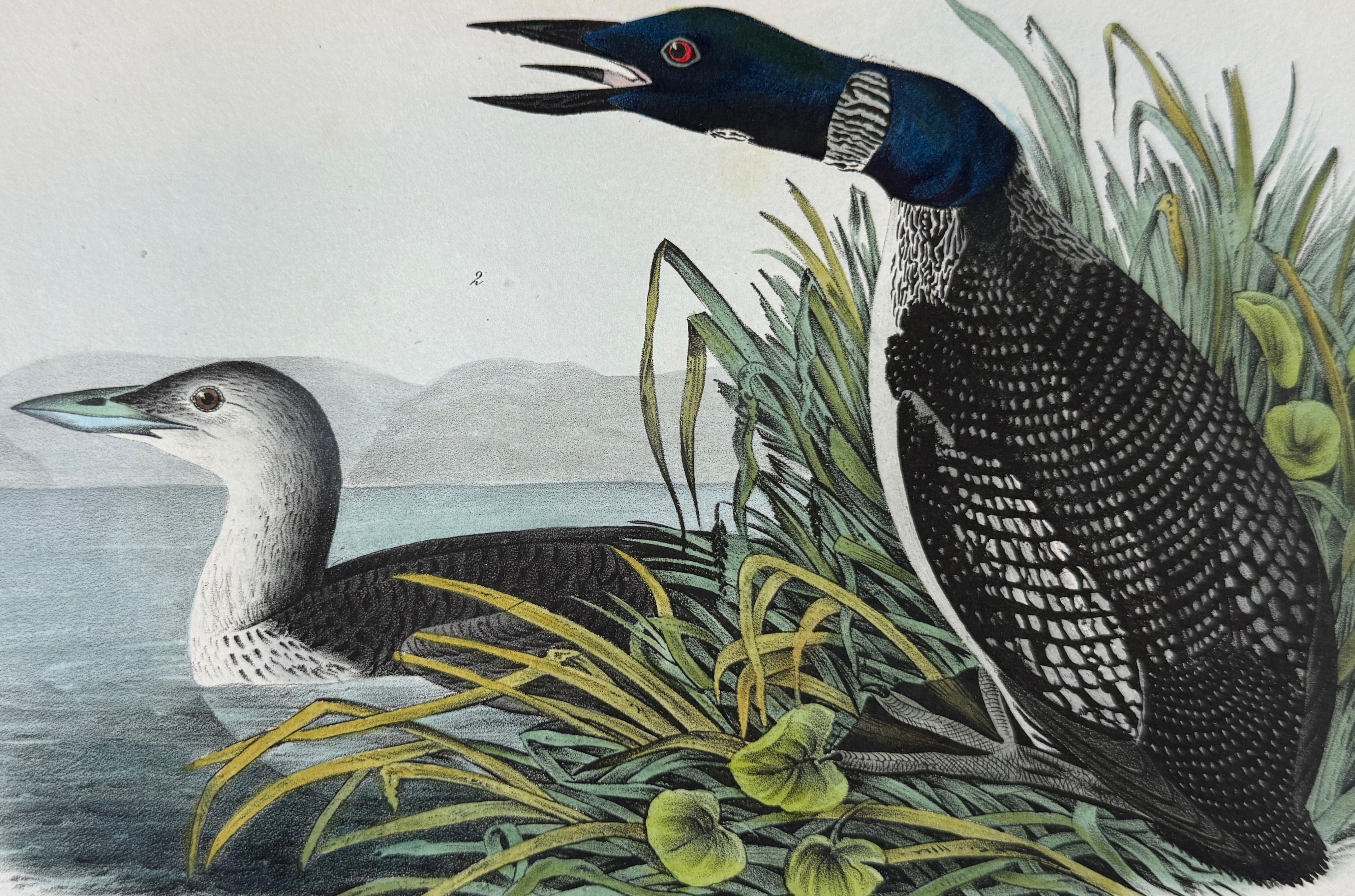 Großer Nordischer Taucher Vogel: Original 19. Jh. 1st Ed. Audubon Handkolorierte Lithographie (Naturalismus), Print, von John James Audubon