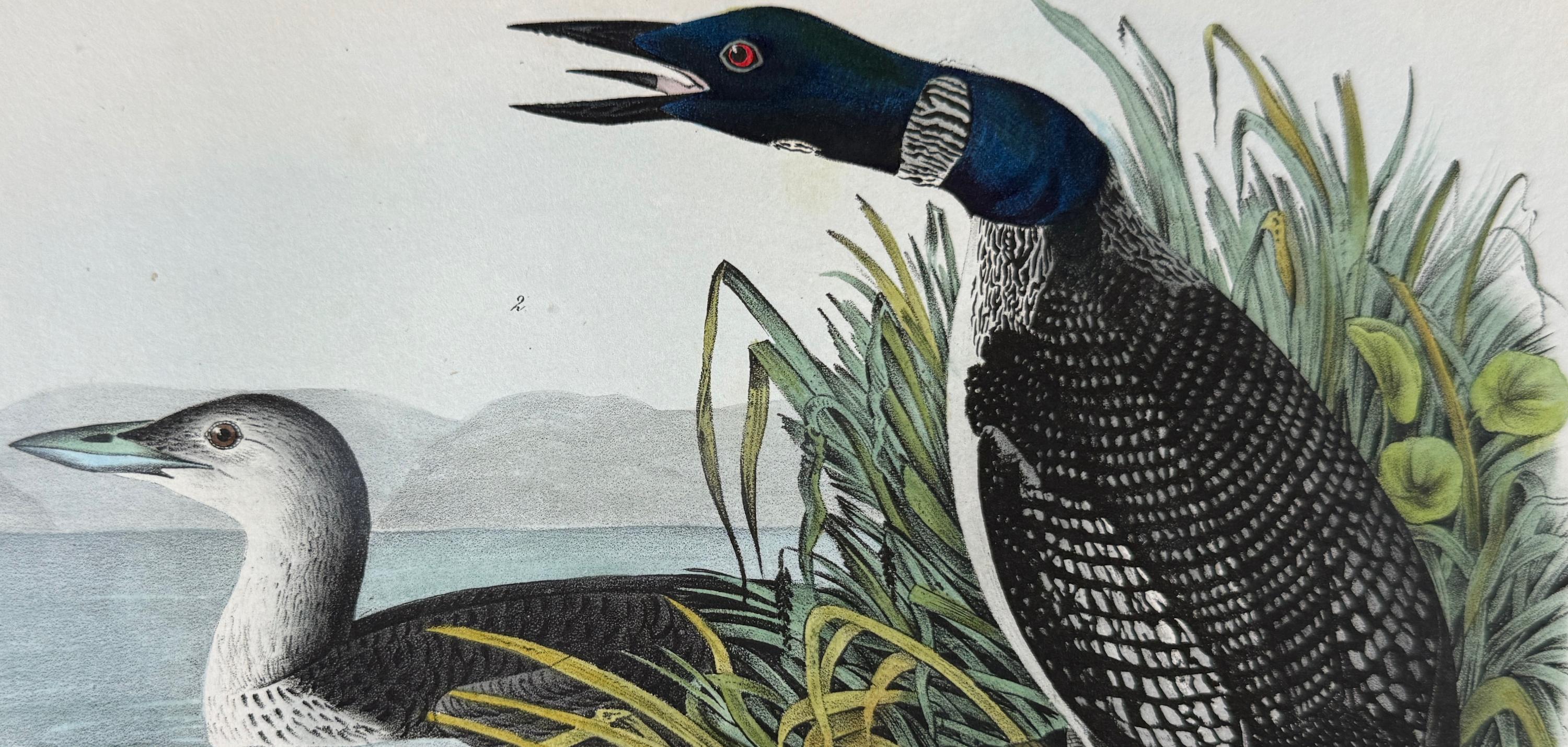 Großer Nordischer Taucher Vogel: Original 19. Jh. 1st Ed. Audubon Handkolorierte Lithographie (Grau), Animal Print, von John James Audubon