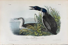 Oiseau plongeur du Grand Nord : Original C.I.C. 1st Ed. Audubon Lithographie coloriée à la main