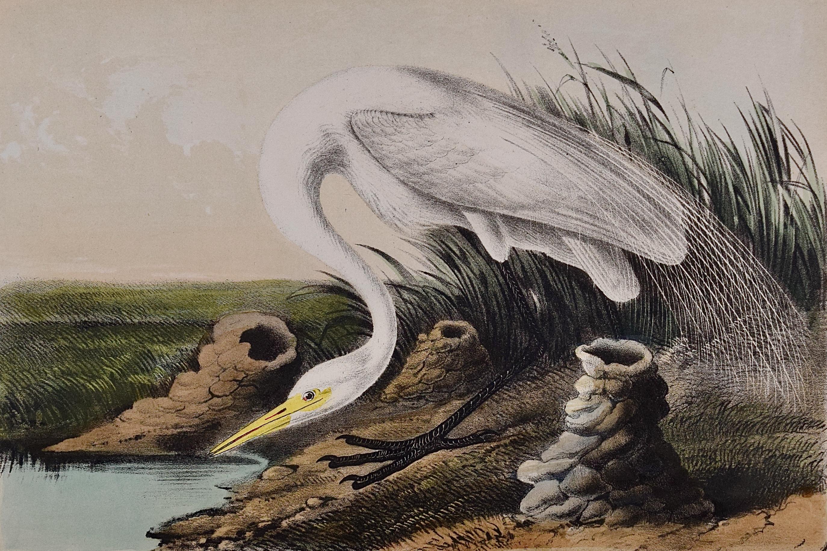 Great White Egret: An Original 19th C. Hand-colored Lithograph by Audubon - Print by John James Audubon