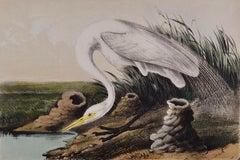 Great White Egret: An Original 19th C. Hand-colored Lithograph by Audubon
