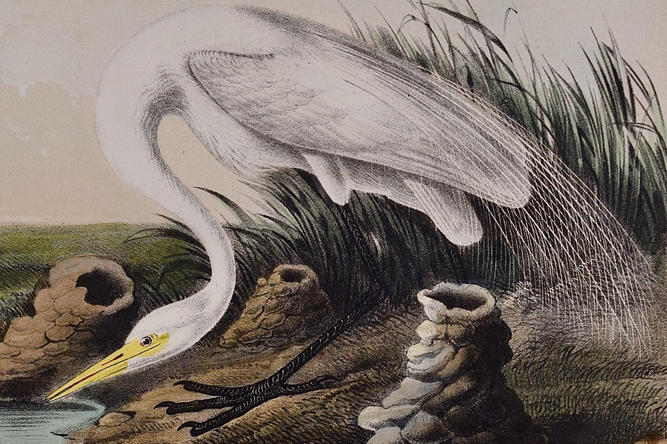 Great White Egret: An Original 19th C. Hand-colored Lithograph by Audubon - Naturalistic Print by John James Audubon