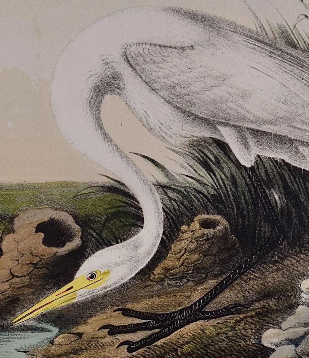 Great White Egret: An Original 19th C. Hand-colored Lithograph by Audubon - Gray Landscape Print by John James Audubon