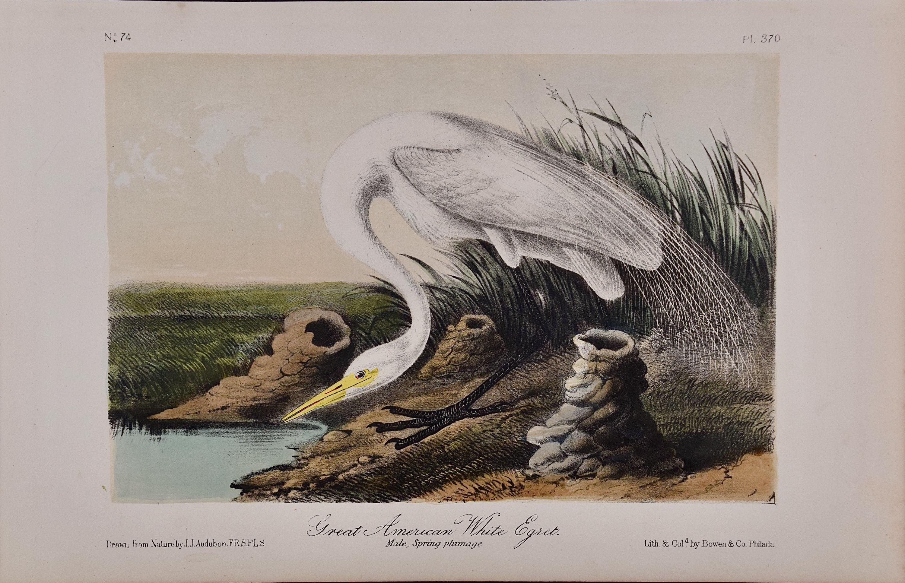 John James Audubon Landscape Print - Great White Egret: An Original 19th C. Hand-colored Lithograph by Audubon