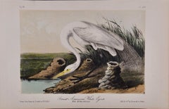 Garceta blanca: Litografía original coloreada a mano de Audubon del siglo XIX