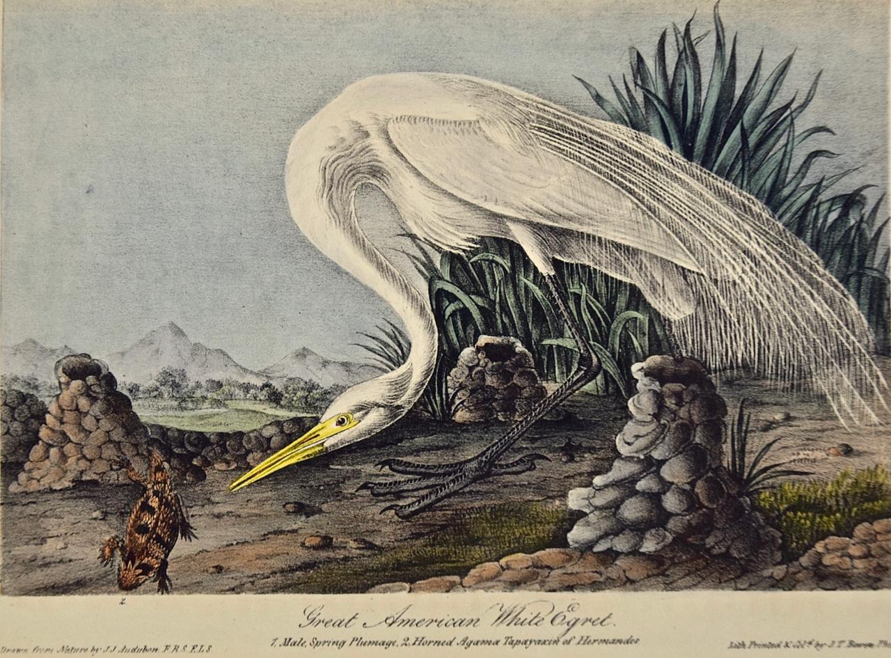 Great White Egret an Original 1st Edition Hand Colored After Audubon Lithograph - Print by John James Audubon
