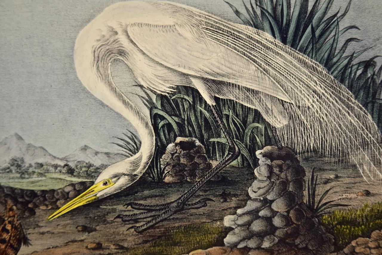 audubon egret print