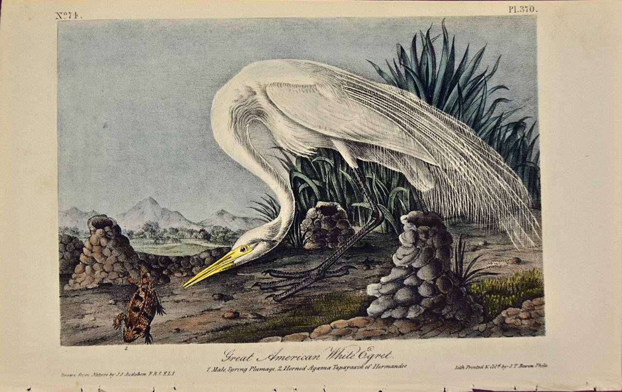 John James Audubon Animal Print - Great White Egret an Original 1st Edition Hand Colored After Audubon Lithograph