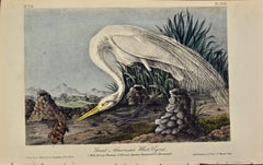 Great White Egret an Original 1st Edition Hand Colored Audubon Bird Lithograph
