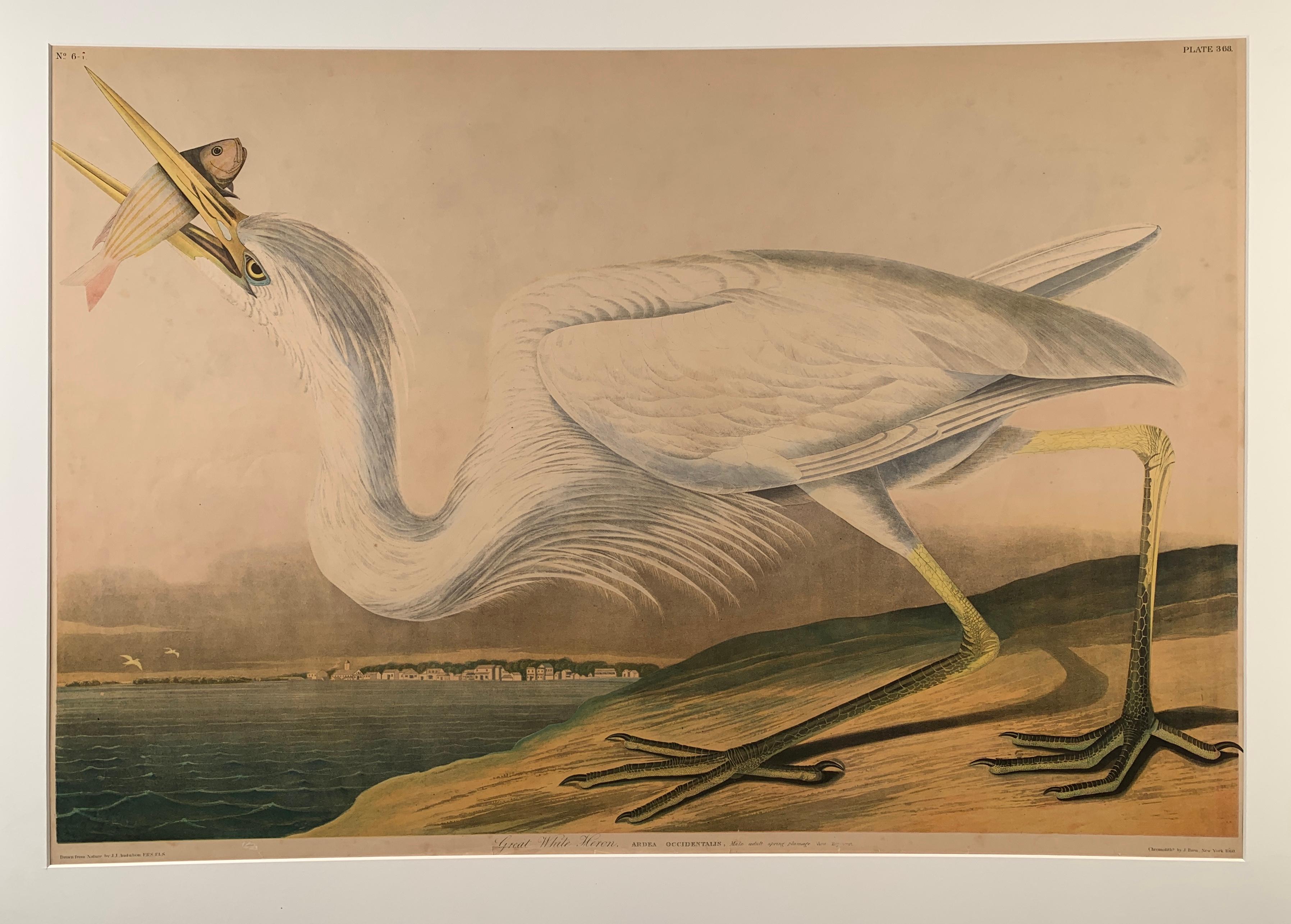 After John James Audubon Animal Print - "Great White Heron" After Audubon Chromolithograph, from the 1860 Bien Edition
