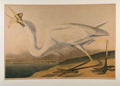 "Great White Heron" After Audubon Chromolithograph, from the 1860 Bien Edition