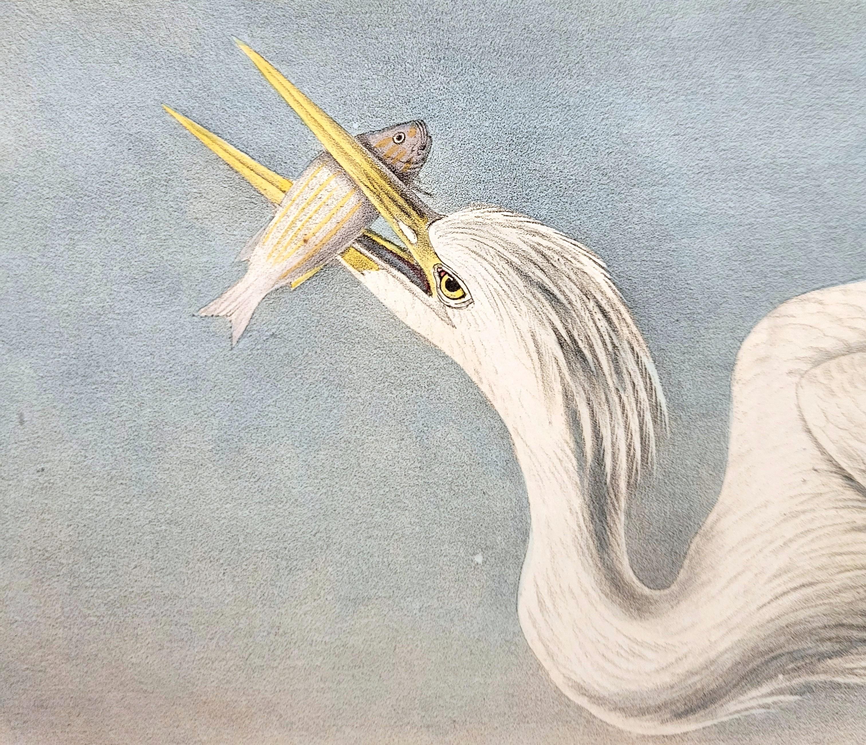 Great White Heron /// John James Audubon Ornithology Shorebird Key West Florida For Sale 9