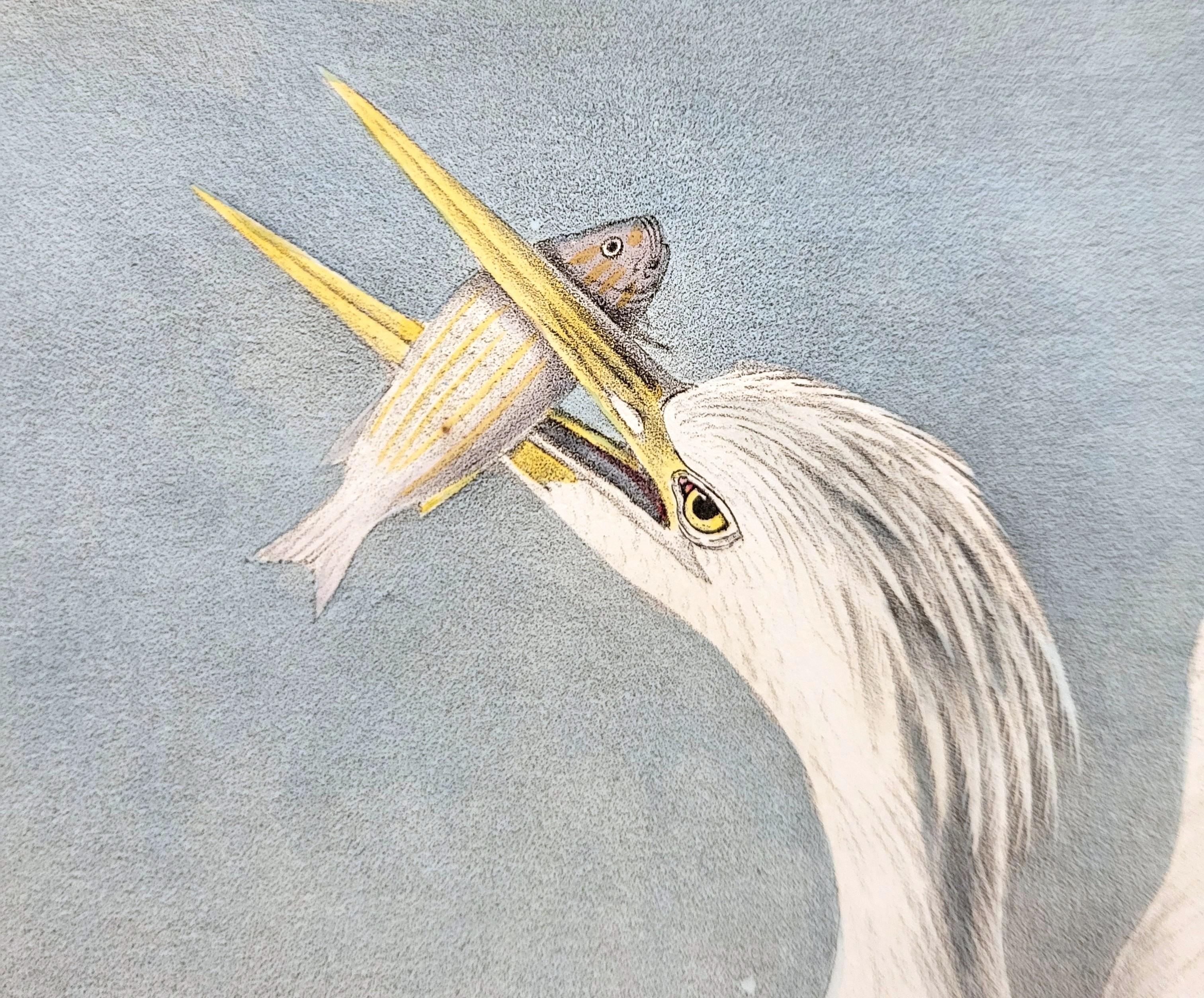 Great White Heron /// John James Audubon Ornithology Shorebird Key West Florida For Sale 10