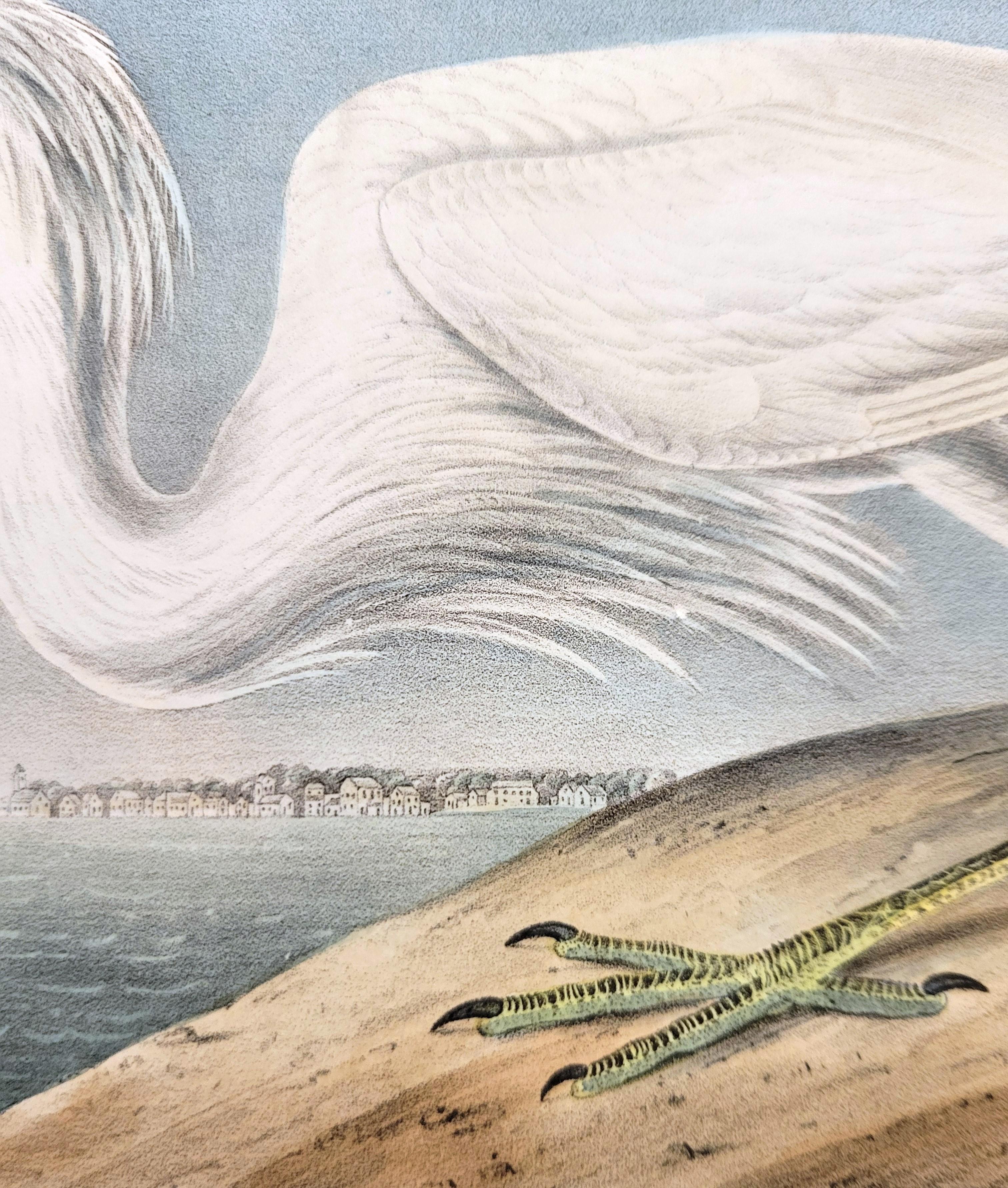 Great White Heron /// John James Audubon Ornithology Shorebird Key West Florida For Sale 11