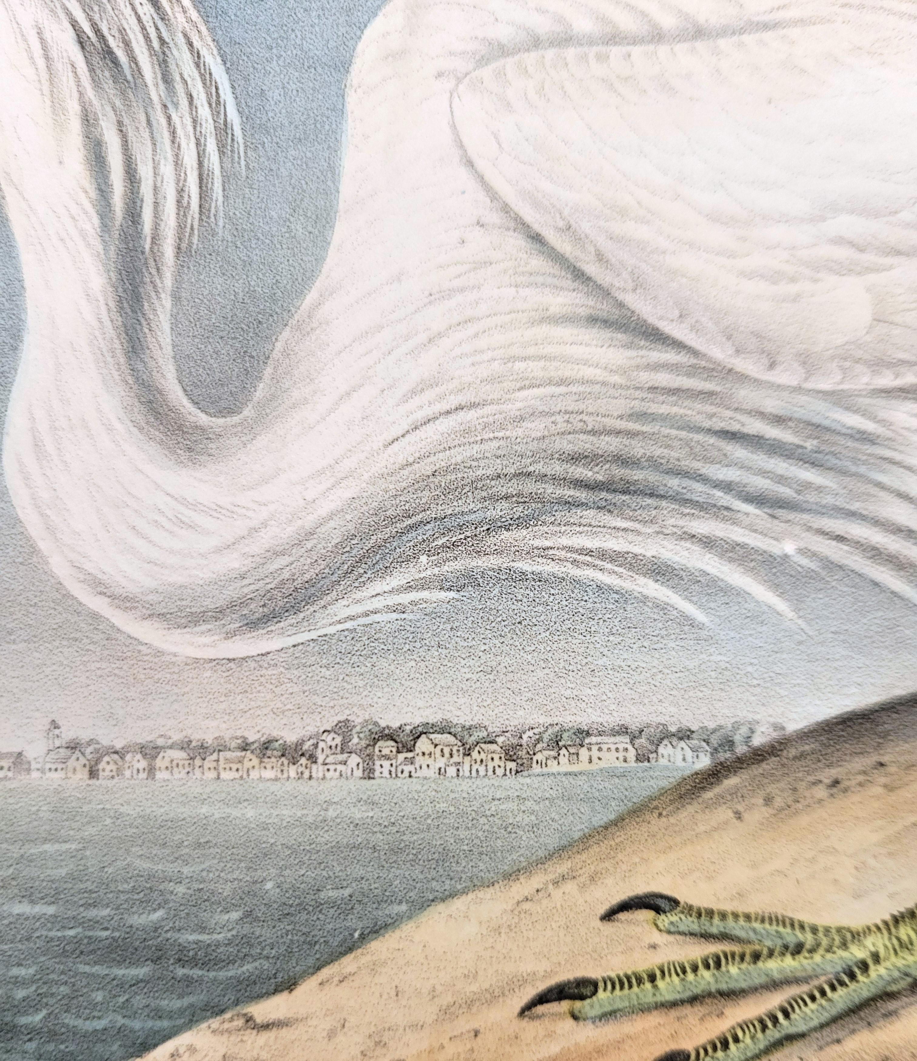 Great White Heron /// John James Audubon Ornithology Shorebird Key West Florida For Sale 12