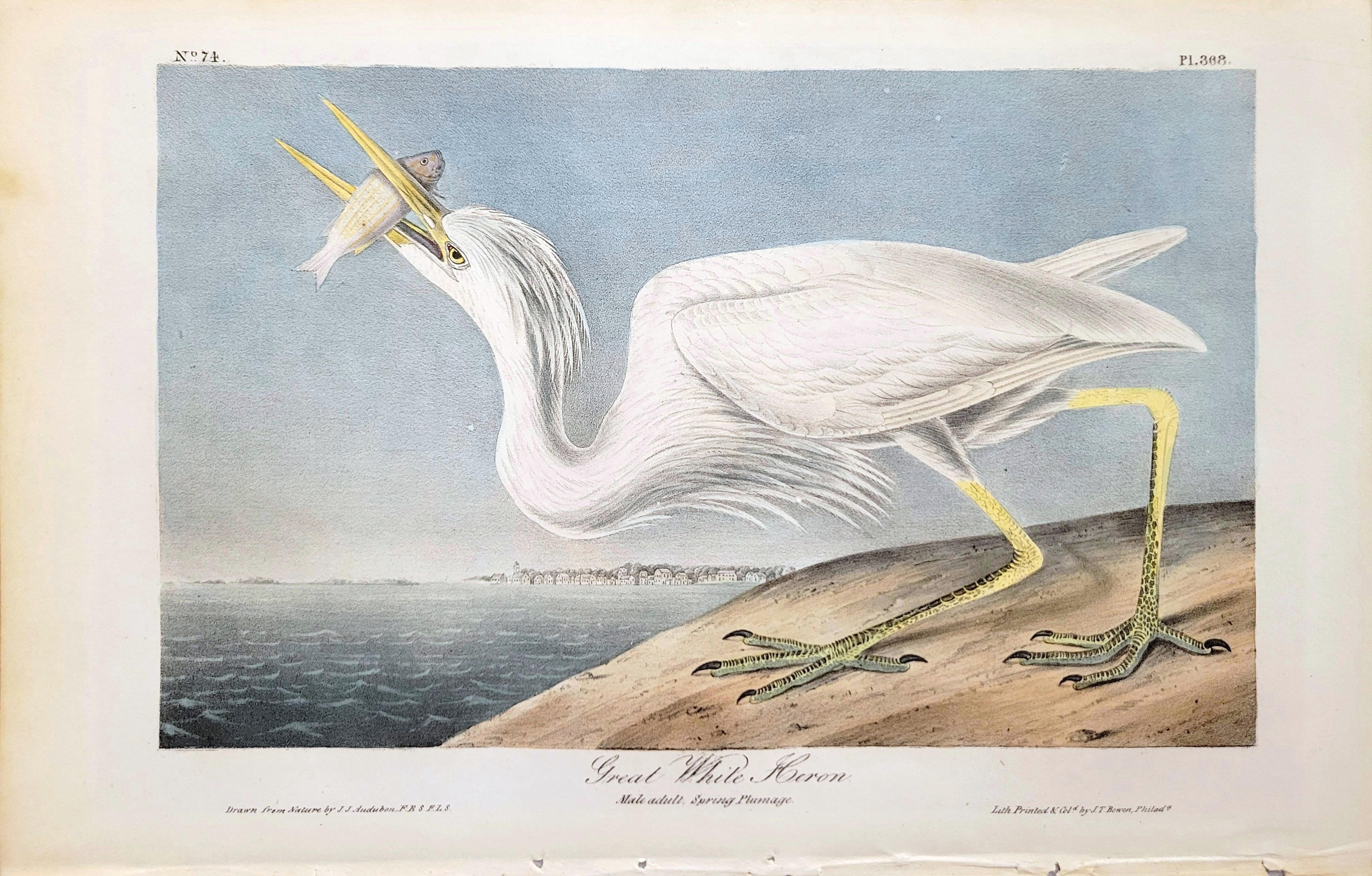 Great White Heron /// John James Audubon Ornithology Shorebird Key West Florida For Sale 1